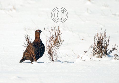Red Grouse in the Snow  DM2075